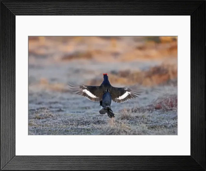 Framed Print : Black Grouse - male displaying in lek - Sweden Framed Print : Black Grouse - male displaying in lek - Sweden