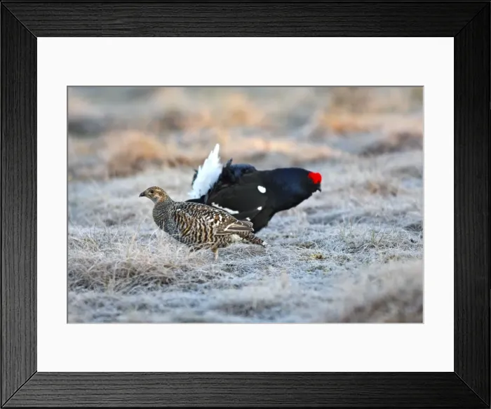 Framed Print : Black Grouse - female and male on frost covered ground - Sweden Framed Print : Black Grouse - female and male on frost covered ground - Sweden