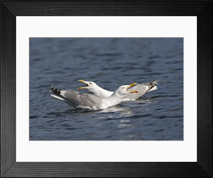 Framed Print : Herring Gull - sitting on water calling - Norway Framed Print : Herring Gull - sitting on water calling - Norway