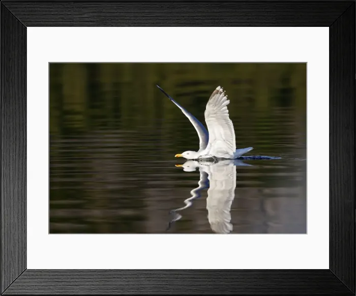 Framed Print : Herring Gulls - landing on water with reflection - Norway Framed Print : Herring Gulls - landing on water with reflection - Norway