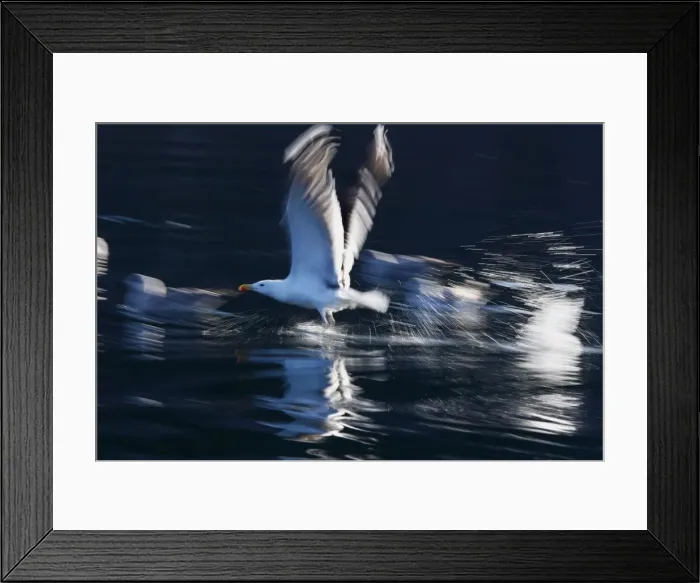 Framed Print : Herring Gull - in flight above water - Norway