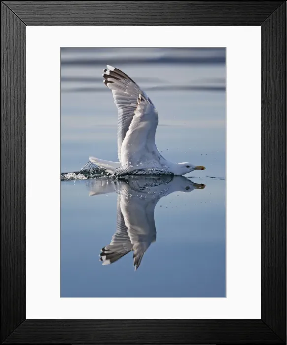 Framed Print : Herring Gulls - immature landing on water with reflection - Norway Framed Print : Herring Gulls - immature landing on water with reflection - Norway