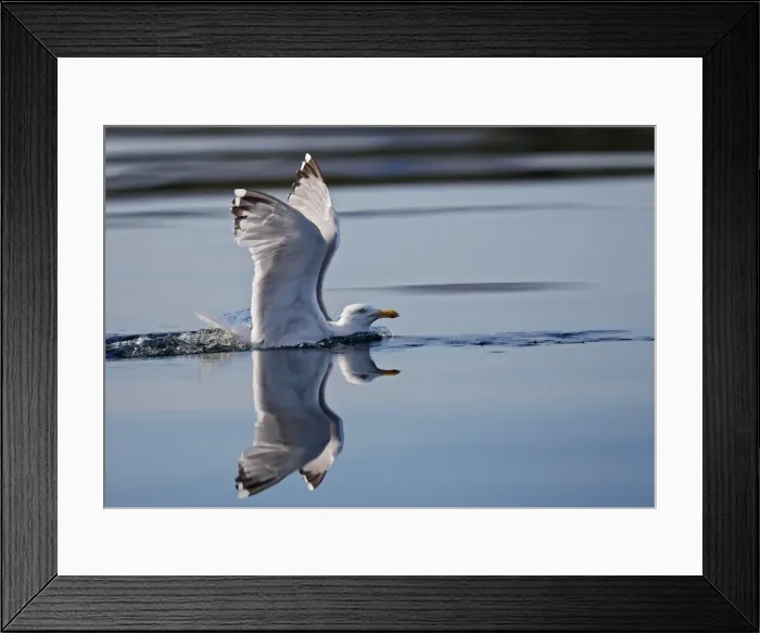 Framed Print : Herring Gulls - landing on water - Norway Framed Print : Herring Gulls - landing on water - Norway