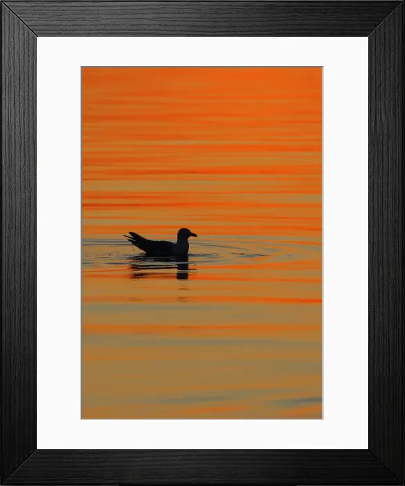 Framed Print : Herring Gull - sitting on water - Norway Framed Print : Herring Gull - sitting on water - Norway