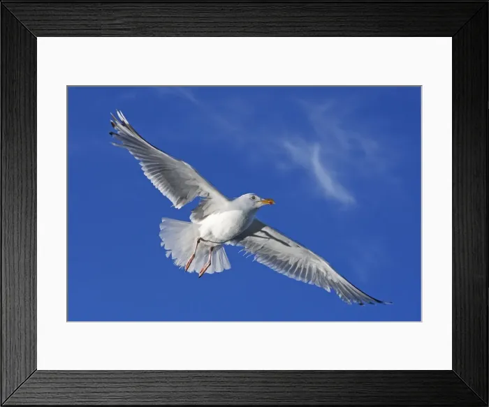 Framed Print : Herring Gull - in flight - Norway Framed Print : Herring Gull - in flight - Norway