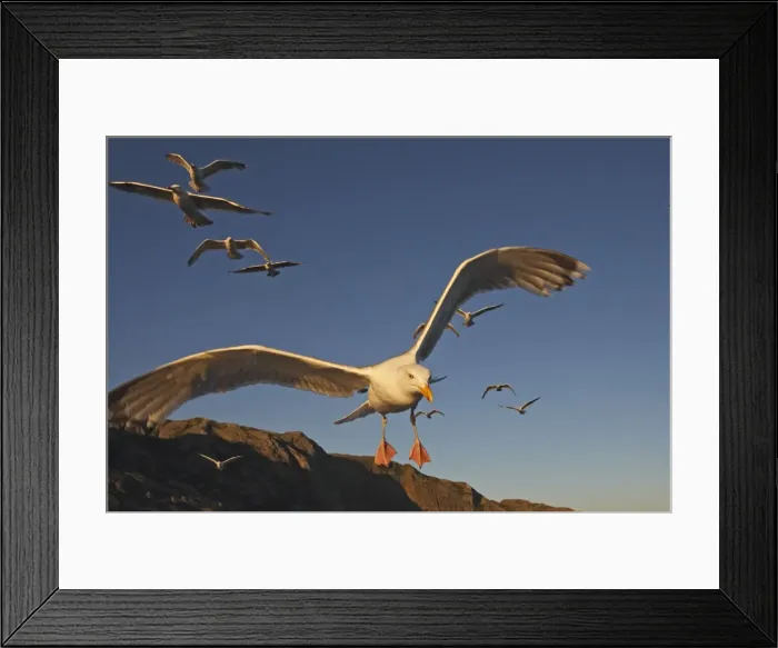 Framed Print : Herring Gulls - in flight - Norway Framed Print : Herring Gulls - in flight - Norway