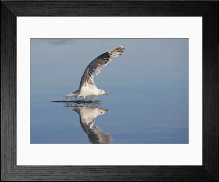 Framed Print : Herring Gull - landing on water - with reflection - Norway Framed Print : Herring Gull - landing on water - with reflection - Norway