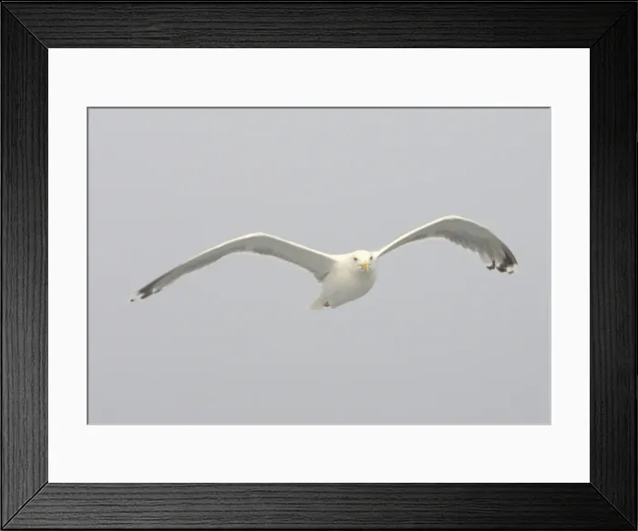 Framed Print : Herring Gull - in flight - Norway Framed Print : Herring Gull - in flight - Norway