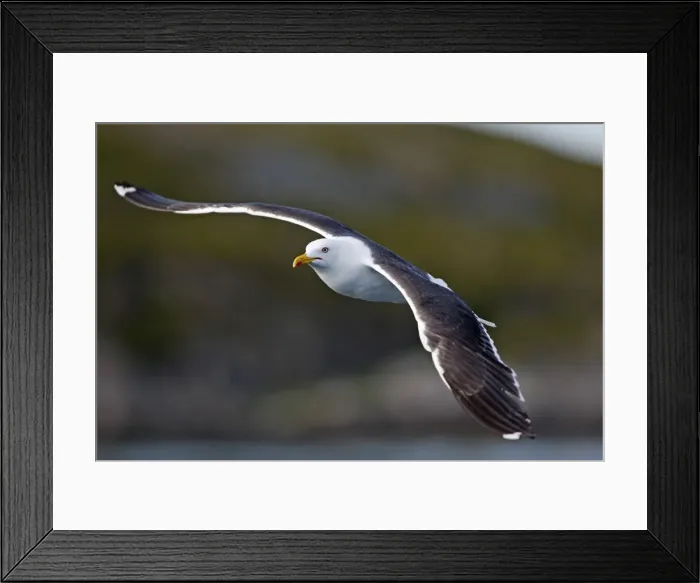 Framed Print : Lesser Black-backed Gull - in flight - Flatanger - Norway Framed Print : Lesser Black-backed Gull - in flight - Flatanger - Norway