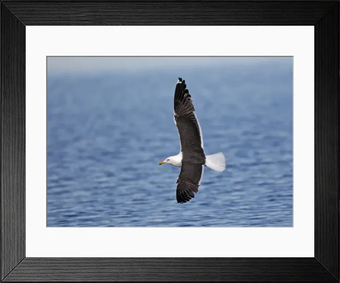 Framed Print : Lesser Black-backed Gull - in flight above water - Flatanger - Norway Framed Print : Lesser Black-backed Gull - in flight above water - Flatanger - Norway