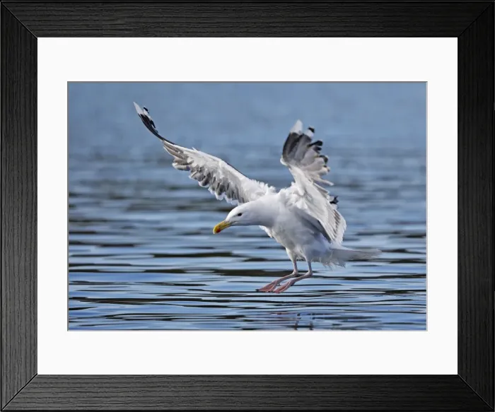 Framed Print : Lesser Black-backed Gull - in flight - landing on water - Flatanger - Norway Framed Print : Lesser Black-backed Gull - in flight - landing on water - Flatanger - Norway