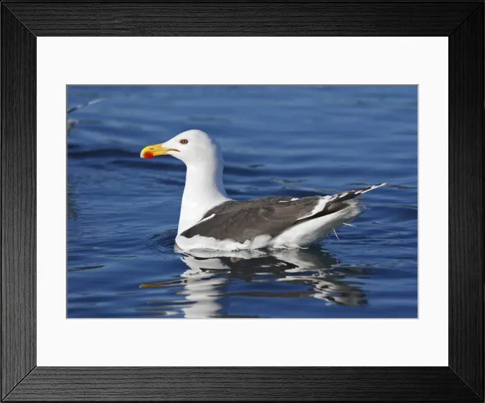 Framed Print : Great Black-backed Gull - sitting on water - Flatanger - Norway Framed Print : Great Black-backed Gull - sitting on water - Flatanger - Norway