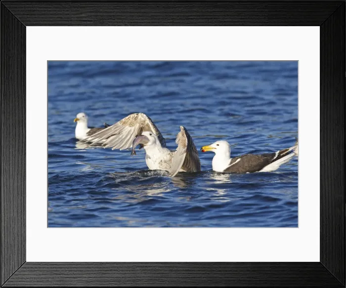 Framed Print : Great Black-backed Gull - sitting on water - eating fish - Flatanger - Norway Framed Print : Great Black-backed Gull - sitting on water - eating fish - Flatanger - Norway
