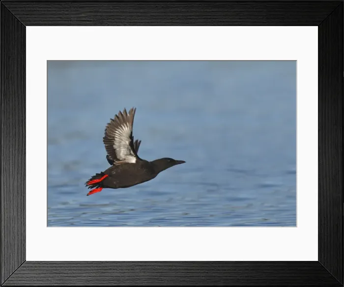 Framed Print : Black Guillemot  /  Tystie - in flight above water - Norway
