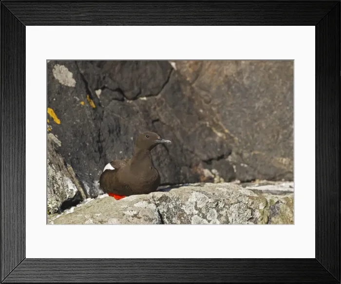Framed Print : Black Guillemot / Tystie - sitting on rock - Norway Framed Print : Black Guillemot / Tystie - sitting on rock - Norway