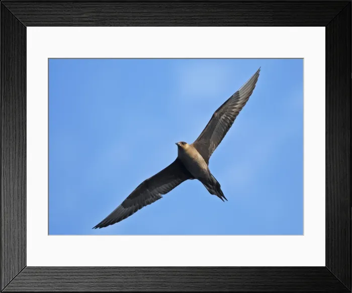 Framed Print : Arctic Skua - in flight - Norway Framed Print : Arctic Skua - in flight - Norway