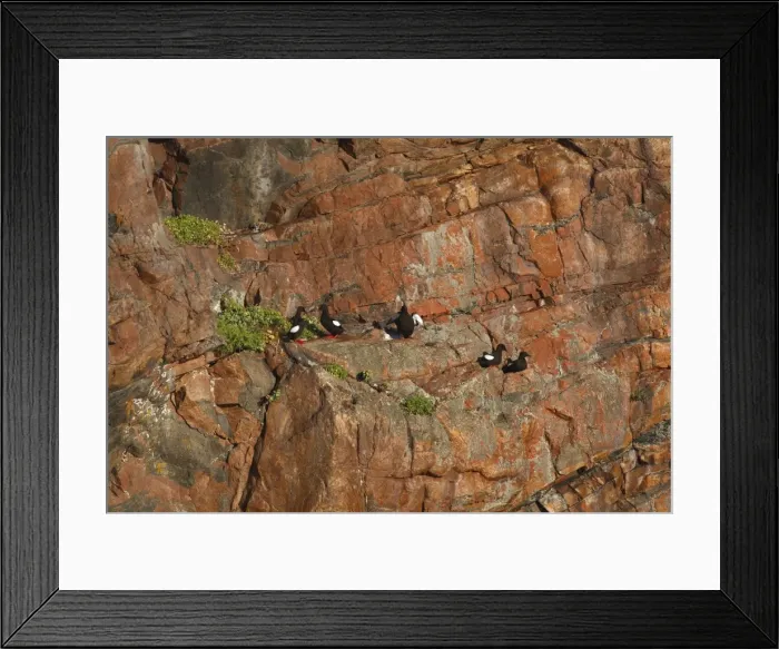 Framed Print : Black Guillemot / Tystie - nesting on rock edge Framed Print : Black Guillemot / Tystie - nesting on rock edge