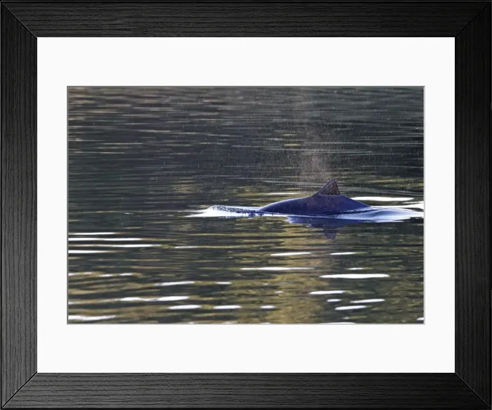 Framed Print : Harbour Porpoise - with fin just above water - Flatanger - Norway Framed Print : Harbour Porpoise - with fin just above water - Flatanger - Norway