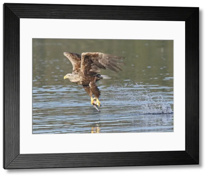 Framed Print : White-tailed Eagle - in flight above water - with fish prey - Flatanger - Norway Framed Print : White-tailed Eagle - in flight above water - with fish prey - Flatanger - Norway
