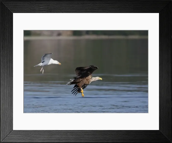 Framed Print : White-tailed Eagle - in flight low above water - harassed by gull - Flatanger - Norway Framed Print : White-tailed Eagle - in flight low above water - harassed by gull - Flatanger - Norway