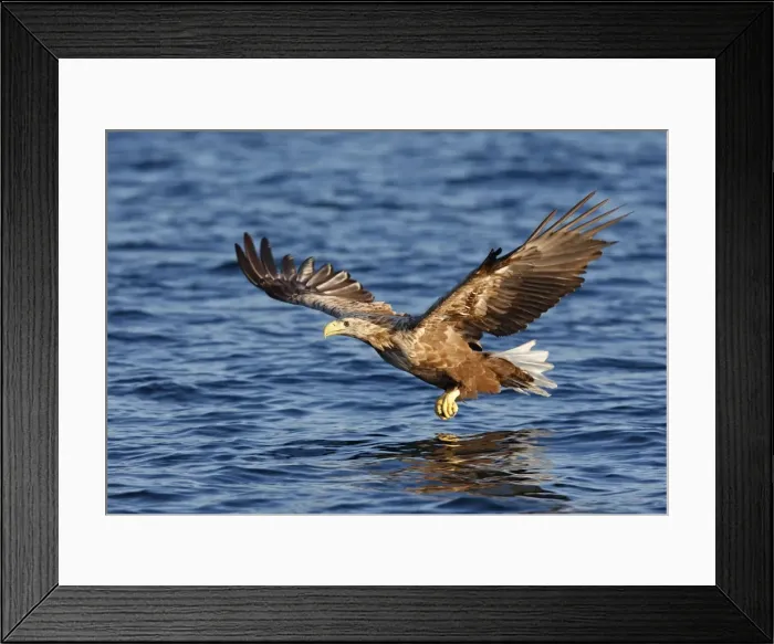 Framed Print : White-tailed Eagle - in flight low above water - Flatanger - Norway Framed Print : White-tailed Eagle - in flight low above water - Flatanger - Norway