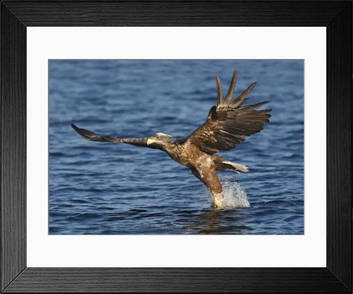 Framed Print : White-tailed Eagle - in flight landing in water to catch prey - Flatanger - Norway Framed Print : White-tailed Eagle - in flight landing in water to catch prey - Flatanger - Norway