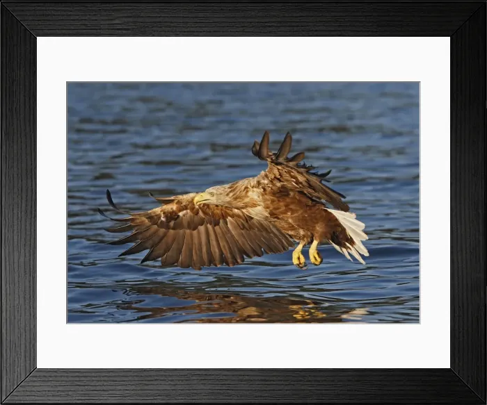 Framed Print : White-tailed Eagle - in flight about to land in water to catch prey - Flatanger - Norway Framed Print : White-tailed Eagle - in flight about to land in water to catch prey - Flatanger - Norway