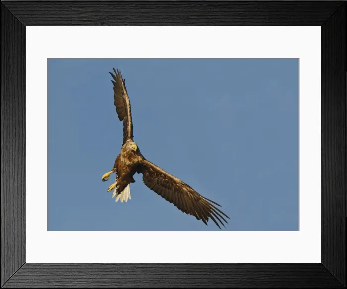Framed Print : White-tailed Eagle - in flight - Flatanger - Norway
