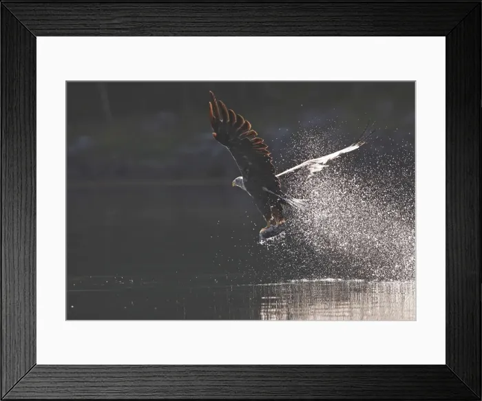 Framed Print : White-tailed Eagle - in flight above water - with fish prey - Flatanger - Norway