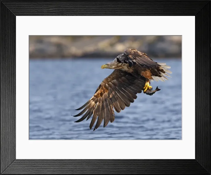 Framed Print : White-tailed Eagle - in flight above water - with fish prey - Flatanger - Norway