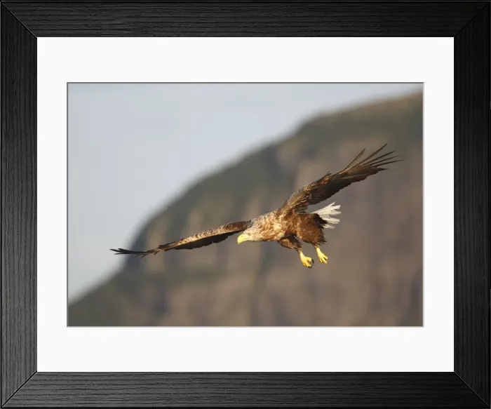Framed Print : White-tailed Eagle - in flight - Flatanger - Norway Framed Print : White-tailed Eagle - in flight - Flatanger - Norway