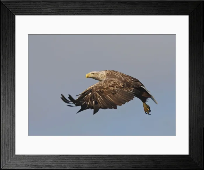 Framed Print : White-tailed Eagle - in flight - Flatanger - Norway Framed Print : White-tailed Eagle - in flight - Flatanger - Norway