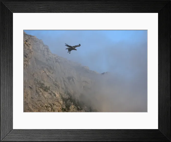 Framed Print : White-tailed Eagle - in flight - Flatanger - Norway Framed Print : White-tailed Eagle - in flight - Flatanger - Norway