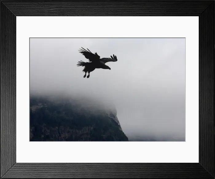 Framed Print : White-tailed Eagle - in flight - thick cloud behind - Flatanger - Norway Framed Print : White-tailed Eagle - in flight - thick cloud behind - Flatanger - Norway