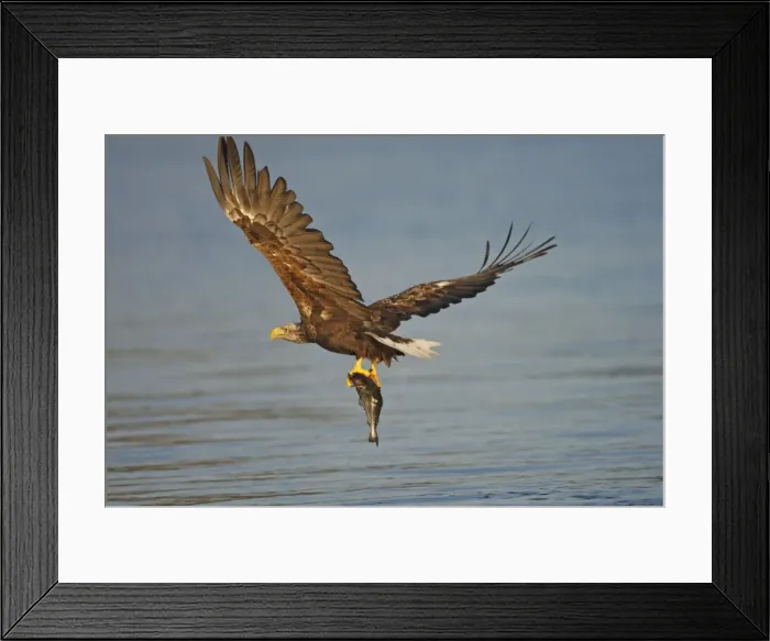 Framed Print : White-tailed Eagle - in flight above water - with fish prey - Flatanger - Norway Framed Print : White-tailed Eagle - in flight above water - with fish prey - Flatanger - Norway