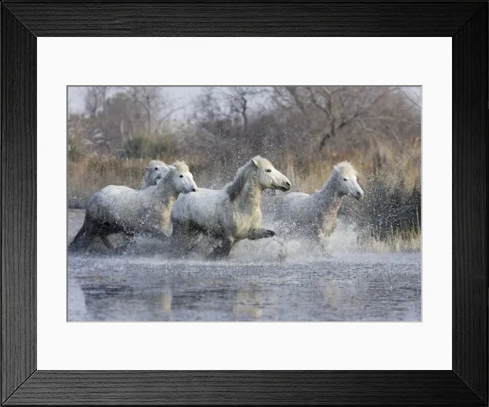 Framed Print : Camargue Horses - trotting through water - Saintes Maries de la Mer - Bouches du Rhone - France Framed Print : Camargue Horses - trotting through water - Saintes Maries de la Mer - Bouches du Rhone - France