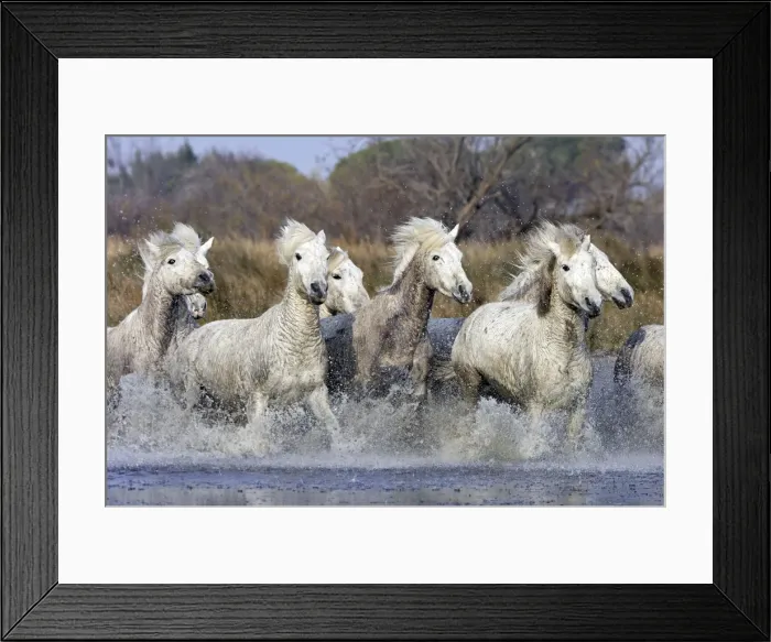 Framed Print : Camargue Horses - running through water - Saintes Maries de la Mer - Bouches du Rhone - France Framed Print : Camargue Horses - running through water - Saintes Maries de la Mer - Bouches du Rhone - France