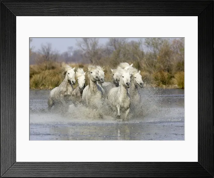 Framed Print : Camargue Horses - running through water - Saintes Maries de la Mer - Bouches du Rhone - France Framed Print : Camargue Horses - running through water - Saintes Maries de la Mer - Bouches du Rhone - France