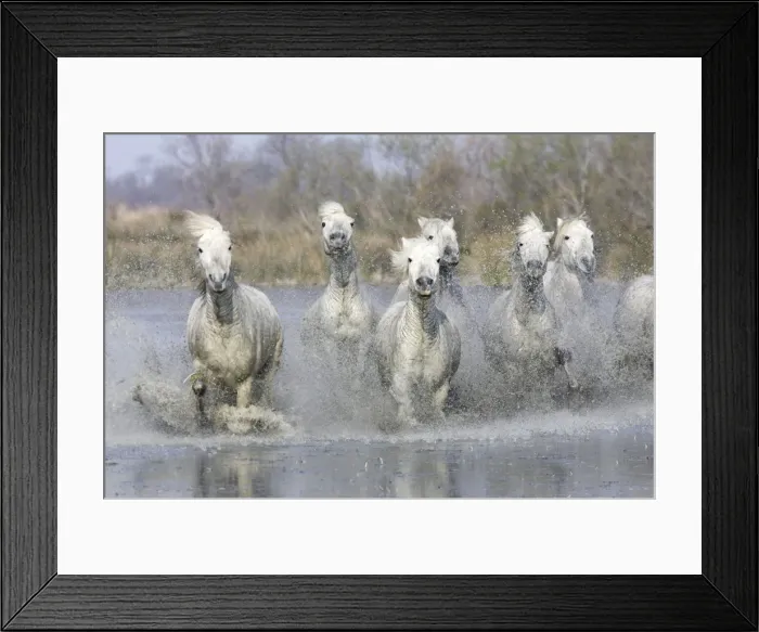 Framed Print : Camargue Horses - running through water - Saintes Maries de la Mer - Bouches du Rhone - France Framed Print : Camargue Horses - running through water - Saintes Maries de la Mer - Bouches du Rhone - France