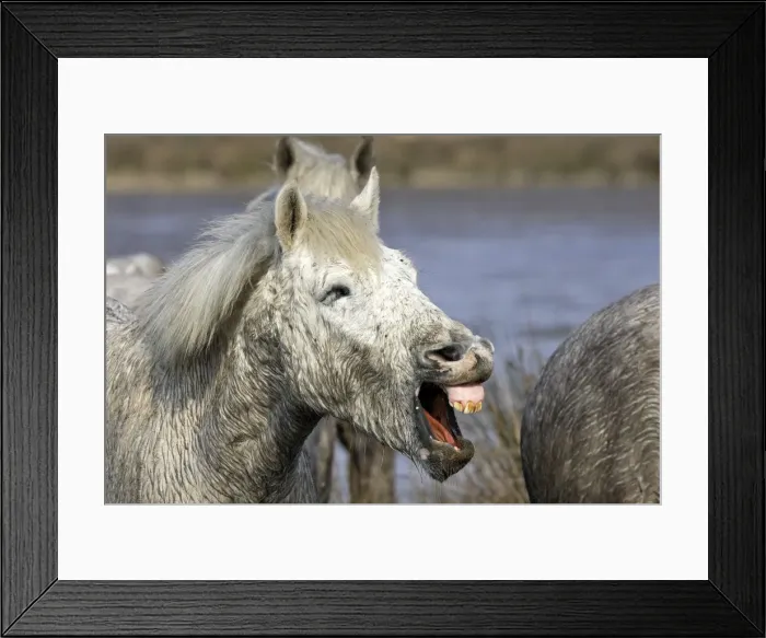 Framed Print : Camargue Horse - with mouth open - Saintes Maries de la Mer - Bouches du Rhone - France Framed Print : Camargue Horse - with mouth open - Saintes Maries de la Mer - Bouches du Rhone - France