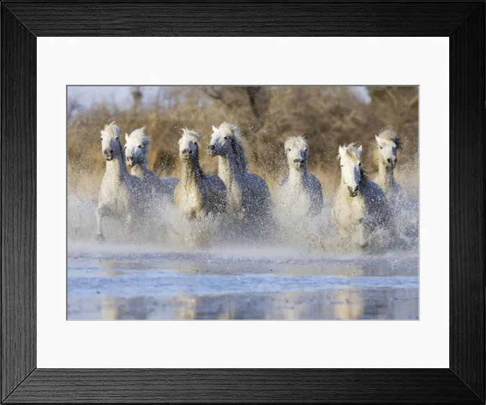 Framed Print : Camargue Horses - running through water - Saintes Maries de la Mer - Bouches du Rhone - France