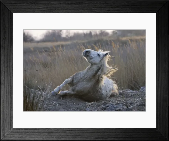 Framed Print : Camargue Horse - Saintes Maries de la Mer - Bouches du Rhone - France Framed Print : Camargue Horse - Saintes Maries de la Mer - Bouches du Rhone - France