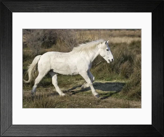 Framed Print : Camargue Horse - Saintes Maries de la Mer - Bouches du Rhone - France Framed Print : Camargue Horse - Saintes Maries de la Mer - Bouches du Rhone - France