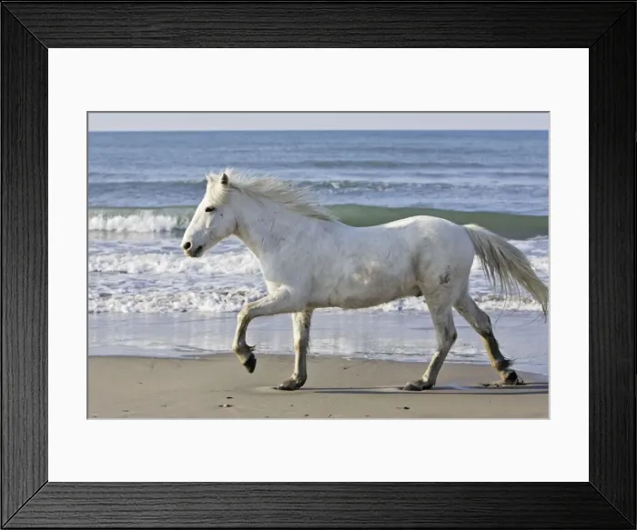 Framed Print : Camargue Horses - on beach - Saintes Maries de la Mer - Bouches du Rhone - France Framed Print : Camargue Horses - on beach - Saintes Maries de la Mer - Bouches du Rhone - France