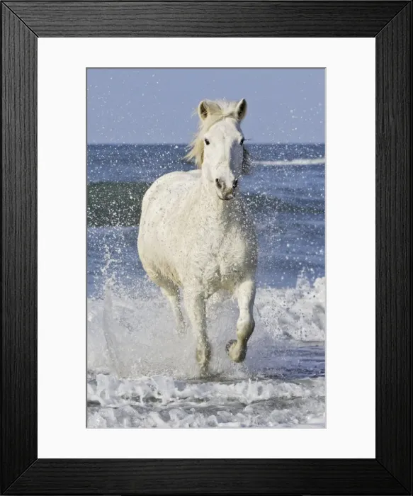 Framed Print : Camargue Horses - running along the beach - Saintes Maries de la Mer - Bouches du Rhone - France Framed Print : Camargue Horses - running along the beach - Saintes Maries de la Mer - Bouches du Rhone - France