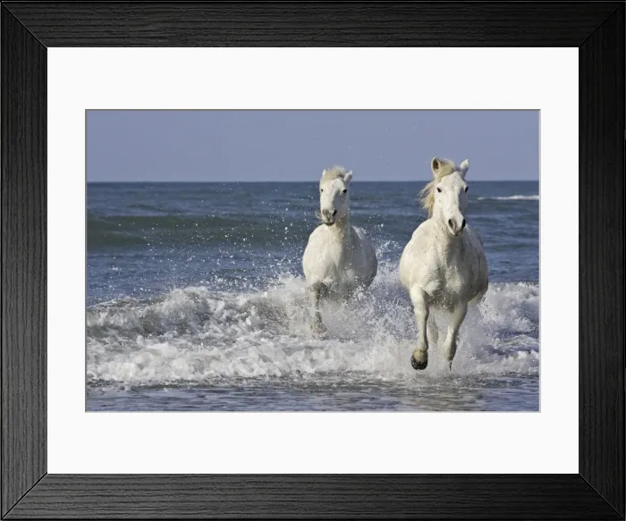 Framed Print : Camargue Horses - running along the beach - Saintes Maries de la Mer - Bouches du Rhone - France Framed Print : Camargue Horses - running along the beach - Saintes Maries de la Mer - Bouches du Rhone - France