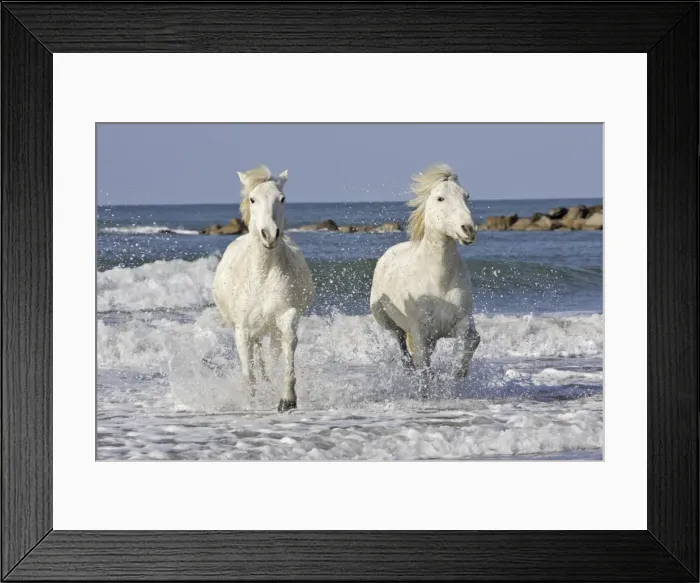 Framed Print : Camargue Horses - running along the beach - Saintes Maries de la Mer - Bouches du Rhone - France Framed Print : Camargue Horses - running along the beach - Saintes Maries de la Mer - Bouches du Rhone - France