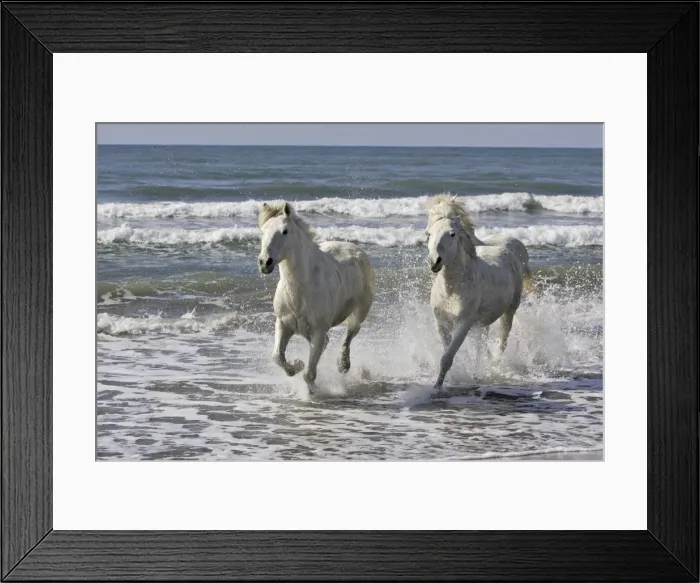 Framed Print : Camargue Horses - running along the beach - Saintes Maries de la Mer - Bouches du Rhone - France Framed Print : Camargue Horses - running along the beach - Saintes Maries de la Mer - Bouches du Rhone - France