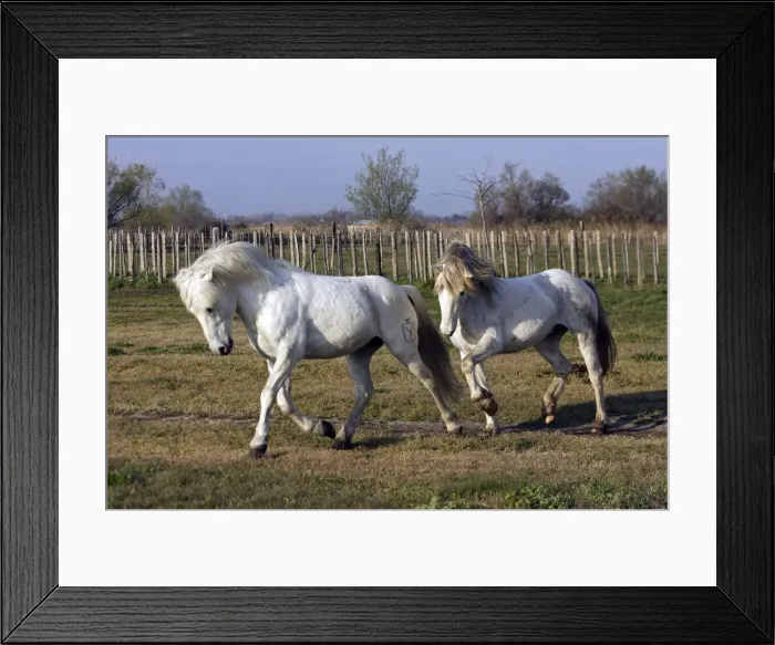 Framed Print : Camargue Horses - Saintes Maries de la Mer - Bouches du Rhone - France Framed Print : Camargue Horses - Saintes Maries de la Mer - Bouches du Rhone - France