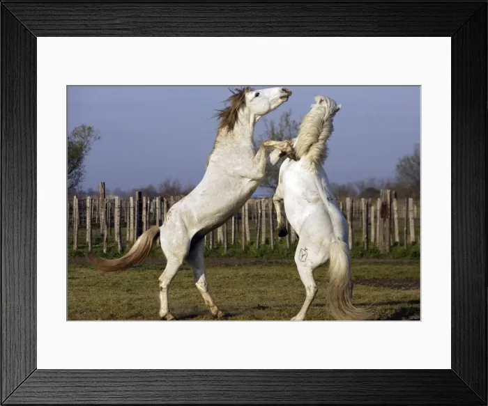 Framed Print : Camargue Horses - males fighting - Saintes Maries de la Mer - Bouches du Rhone - France Framed Print : Camargue Horses - males fighting - Saintes Maries de la Mer - Bouches du Rhone - France